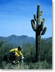 webbsellsaz.com  Arizona Real estate 